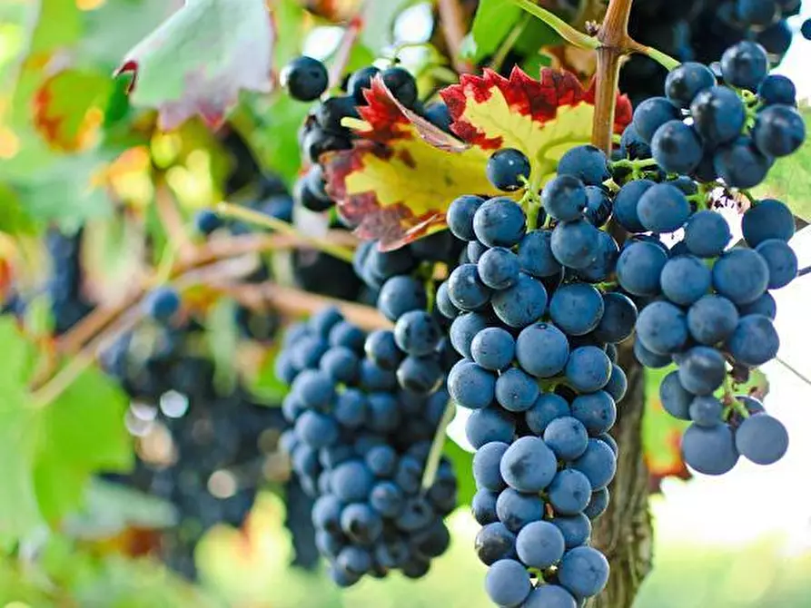 Immagine 2 di Terreno agricolo in vendita  a Scansano