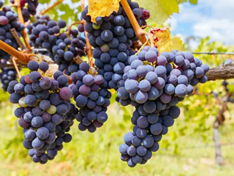 Immagine 3 di Terreno agricolo in vendita  a Scansano