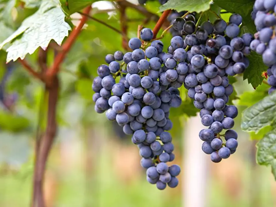 Immagine 1 di Terreno agricolo in vendita  a Scansano