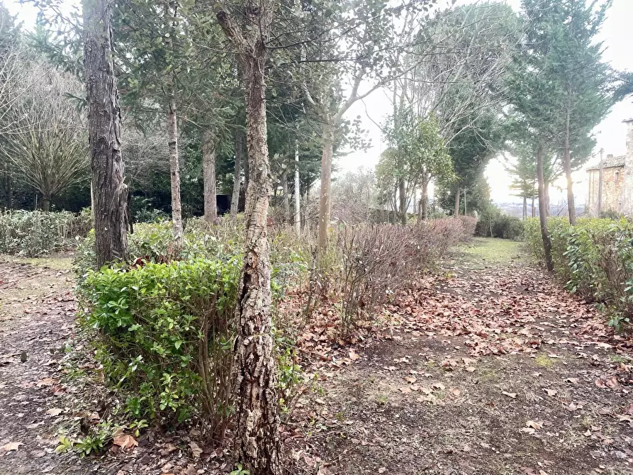Immagine 2 di Terreno agricolo in vendita  a Siena