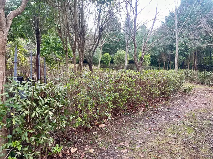 Immagine 3 di Terreno agricolo in vendita  a Siena