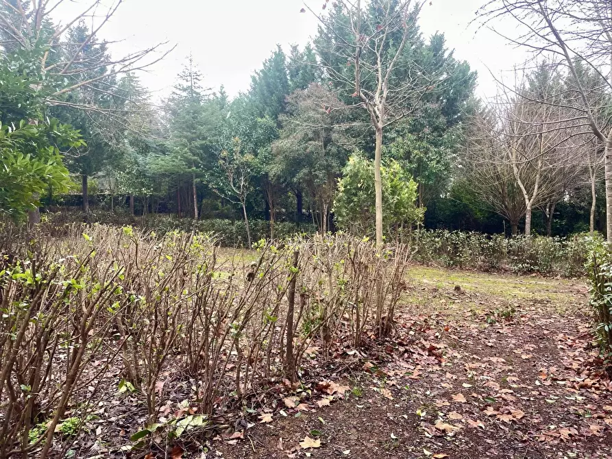 Immagine 5 di Terreno agricolo in vendita  a Siena