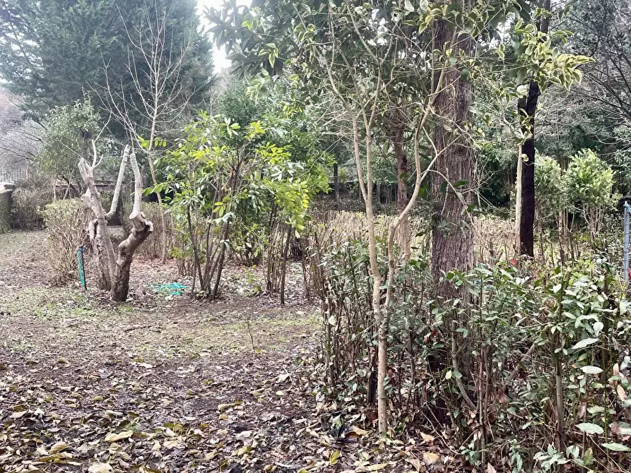 Immagine 4 di Terreno agricolo in vendita  a Siena