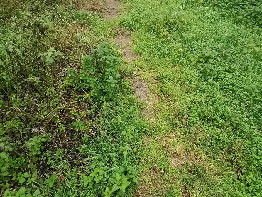 Immagine 23 di Terratetto in vendita  a San Miniato