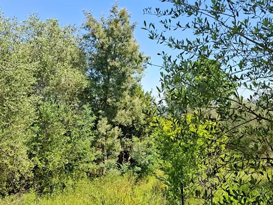 terreno agricolo in vendita a Capannoli
