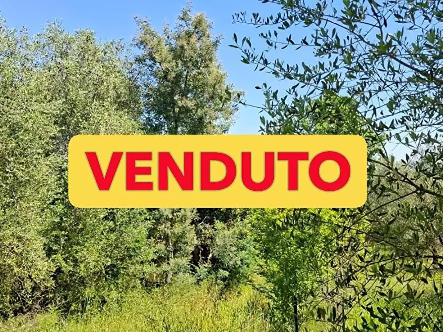 terreno agricolo in vendita a Capannoli