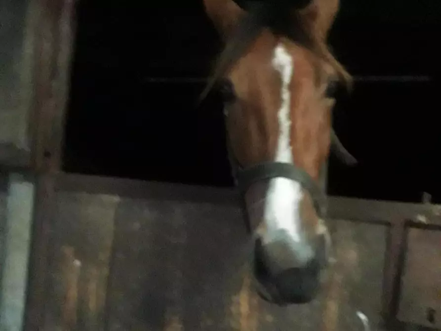 Immagine 15 di Terreno agricolo in vendita  a Fucecchio