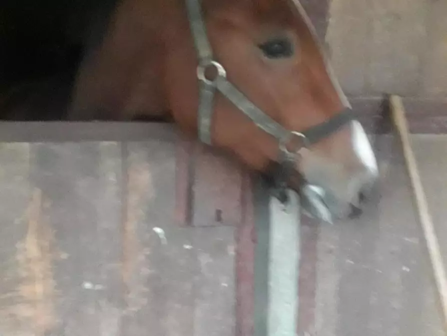 Immagine 1 di Terreno agricolo in vendita  a Fucecchio