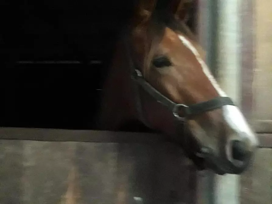 Immagine 14 di Terreno agricolo in vendita  a Fucecchio