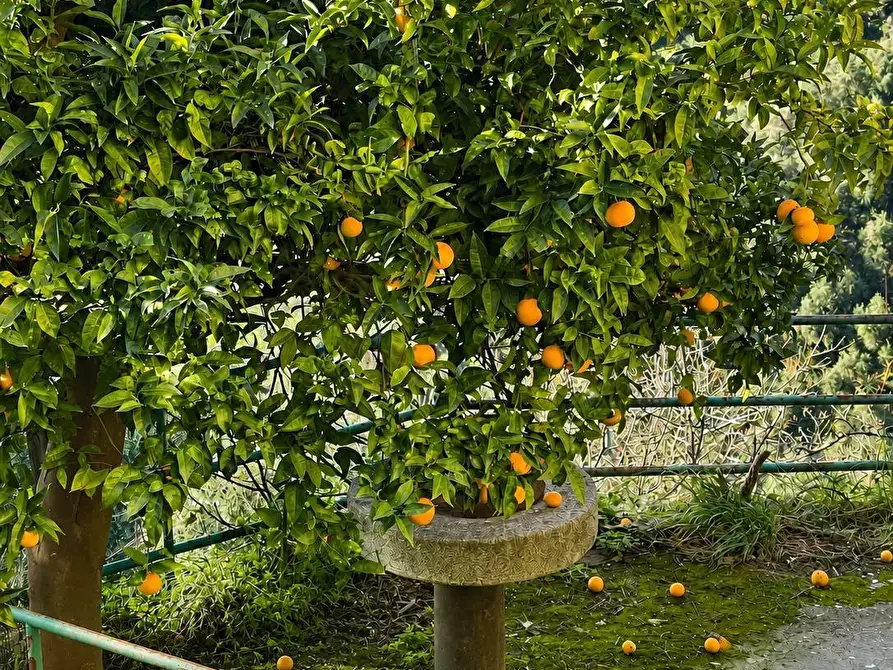 Immagine 21 di Casa indipendente in vendita  a Levanto