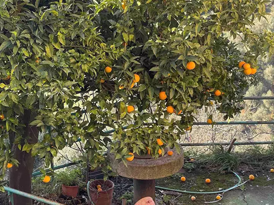 Immagine 6 di Casa indipendente in vendita  a Levanto