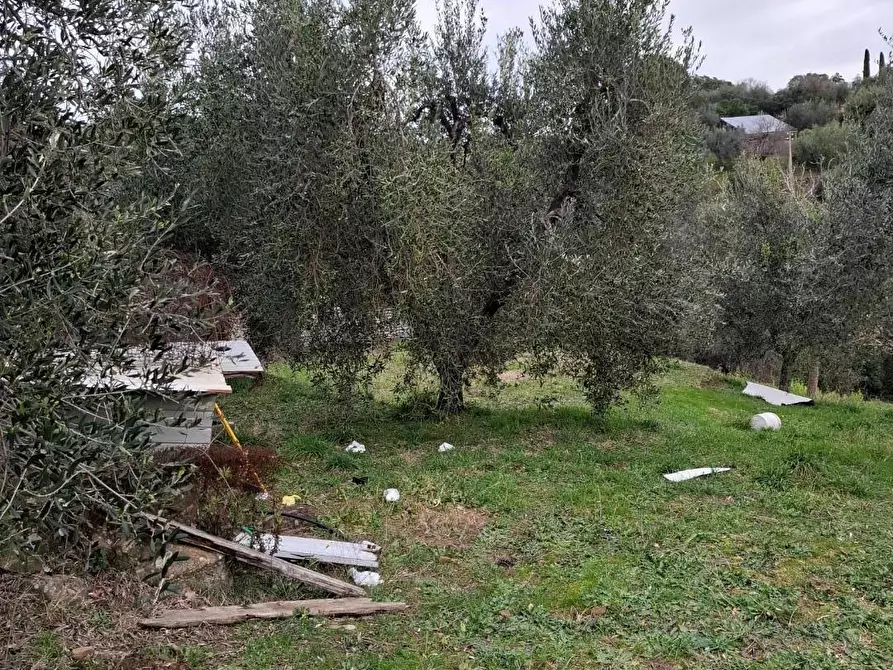 Immagine 3 di Terratetto in vendita  a Magliano In Toscana