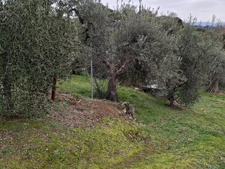Immagine 2 di Terratetto in vendita  a Magliano In Toscana