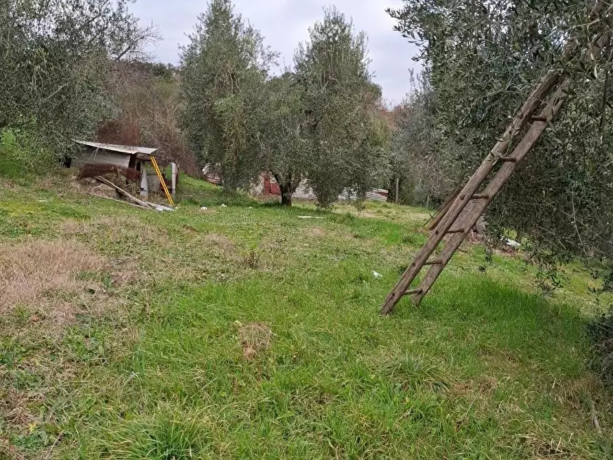Immagine 4 di Terratetto in vendita  a Magliano In Toscana