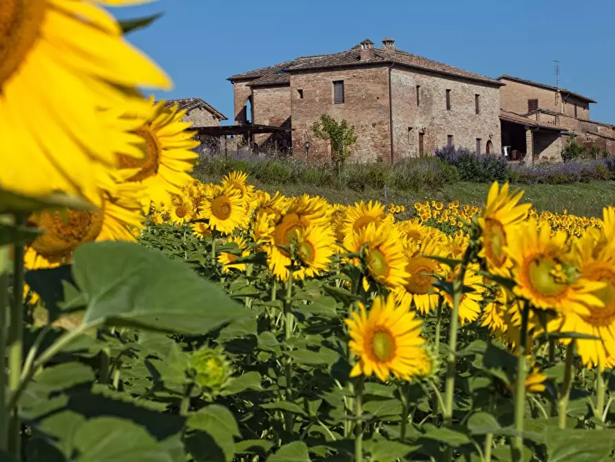Immagine 1 di Casa colonica in vendita  a Monteroni D'arbia