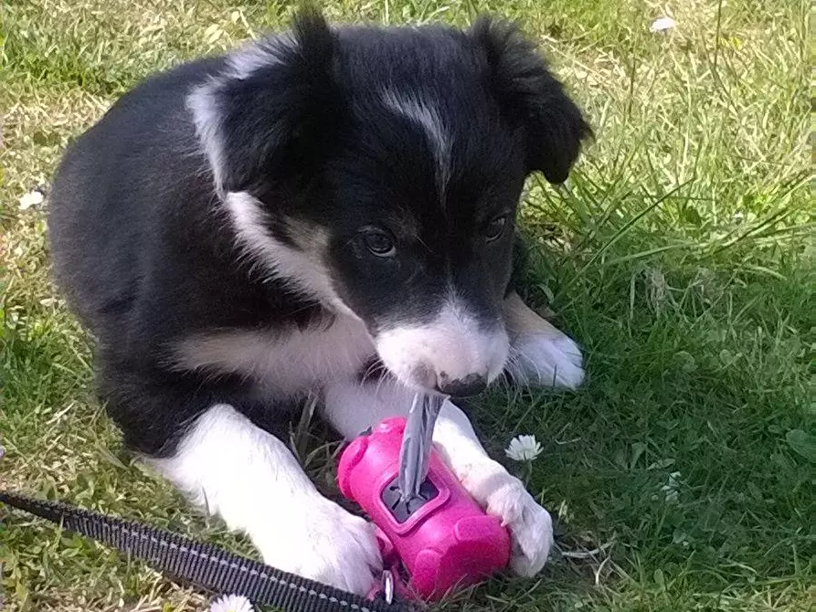 Immagine 24 di Appartamento in vendita  a Carrara