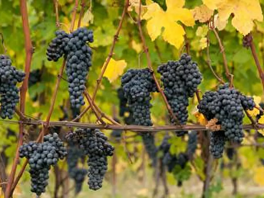 Immagine 2 di Azienda agricola in vendita  a Alba