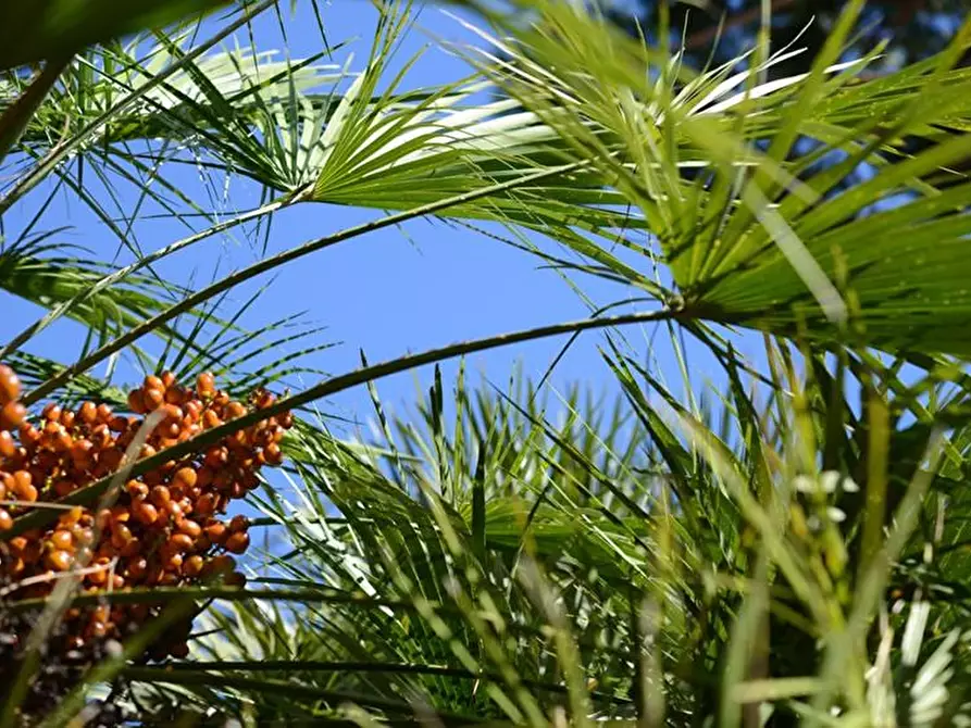 Immagine 75 di Villa in vendita  a Viareggio