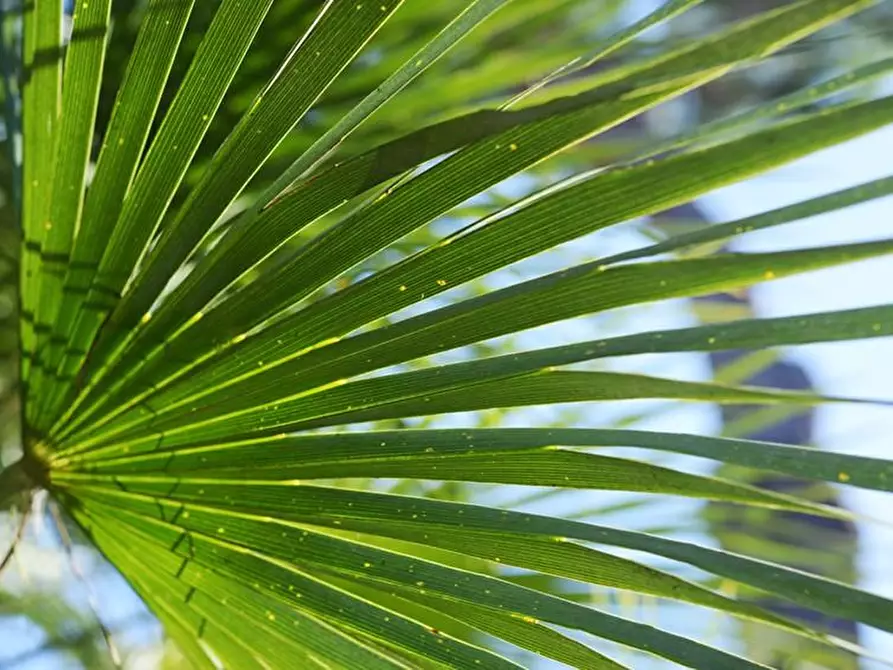 Immagine 76 di Villa in vendita  a Viareggio