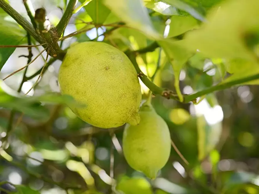 Immagine 74 di Villa in vendita  a Viareggio