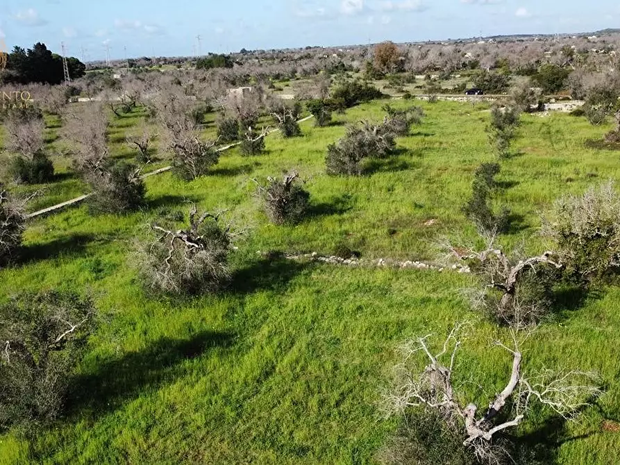 Immagine 60 di Terreno agricolo in vendita  a Alessano