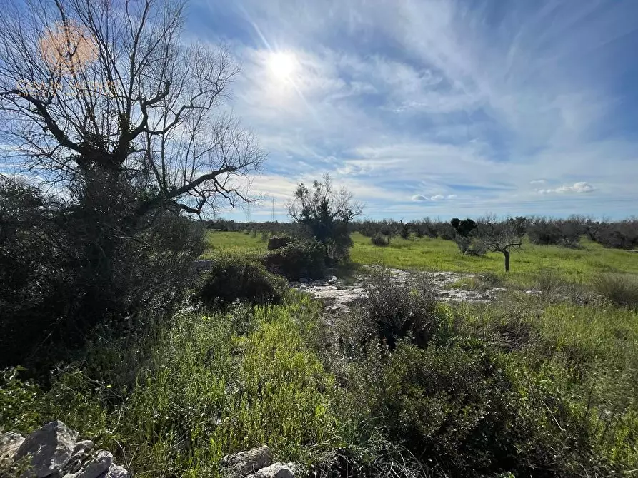 Immagine 40 di Terreno agricolo in vendita  a Alessano