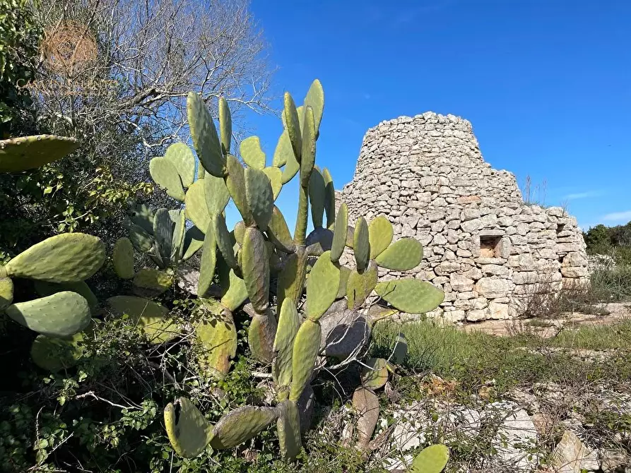 Immagine 25 di Terreno agricolo in vendita  a Alessano
