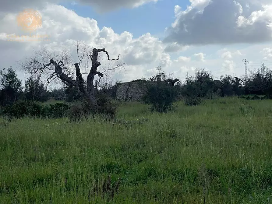 Immagine 56 di Terreno agricolo in vendita  a Alessano