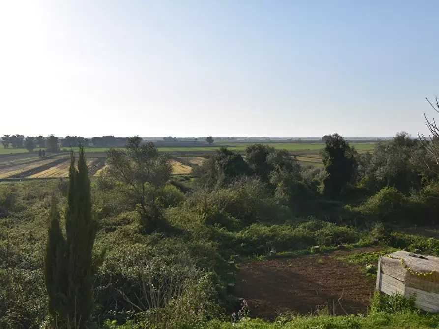 Immagine 3 di Terratetto in vendita  a Vecchiano