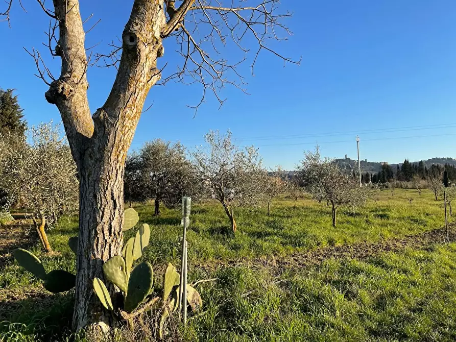 Immagine 8 di Terreno agricolo in vendita  a San Miniato