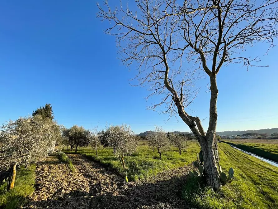 Immagine 9 di Terreno agricolo in vendita  a San Miniato
