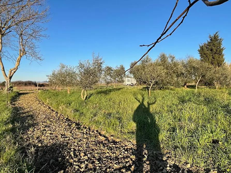Immagine 7 di Terreno agricolo in vendita  a San Miniato