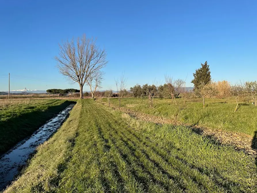 Immagine 3 di Terreno agricolo in vendita  a San Miniato