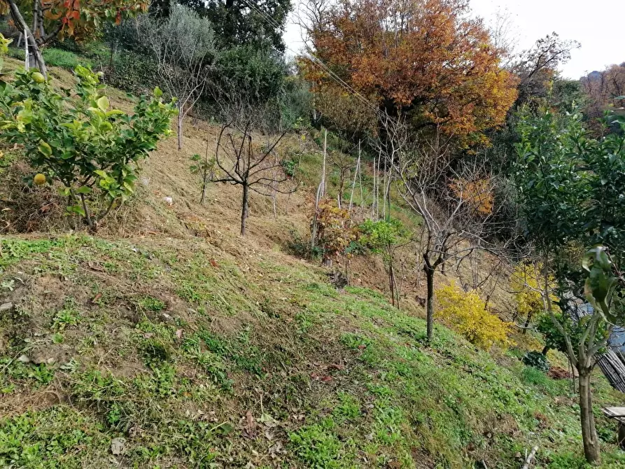 Immagine 6 di Casa bifamiliare in vendita  a Massa
