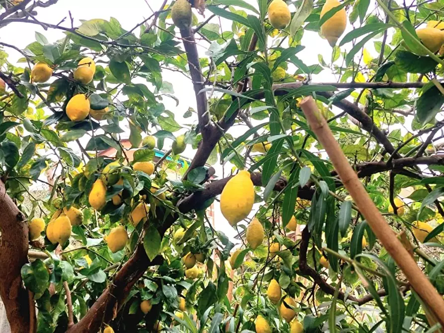 Immagine 36 di Villa in vendita  a Carrara