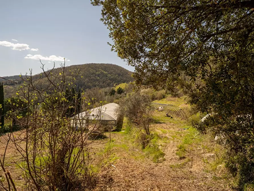 Immagine 7 di Rustico / casale in vendita  a Chianni
