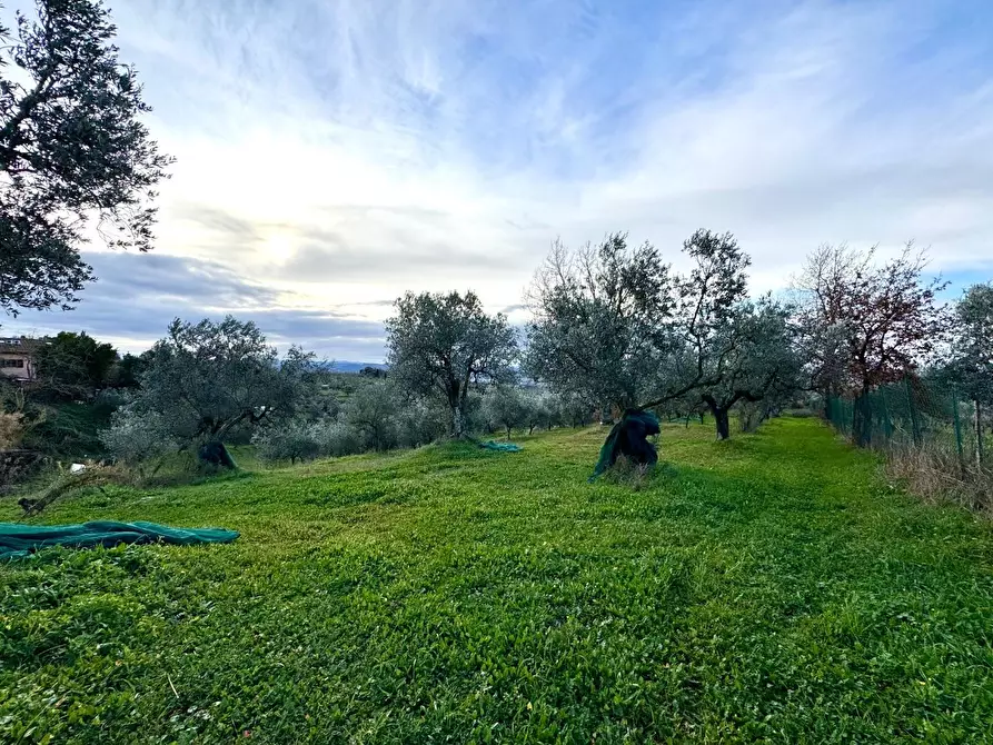Immagine 23 di Rustico / casale in vendita  a Capraia E Limite