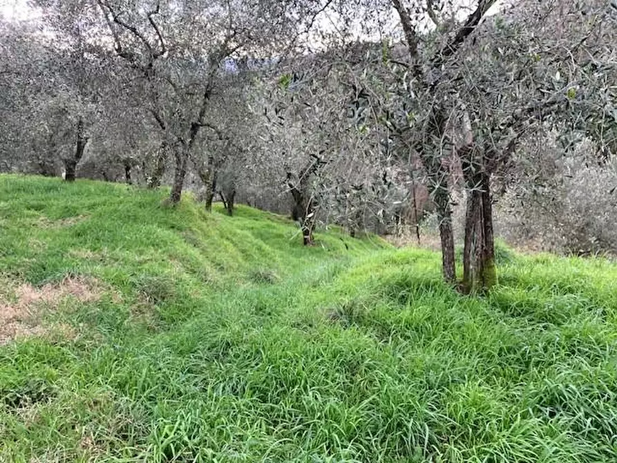 Immagine 6 di Terreno agricolo in vendita  a Buggiano