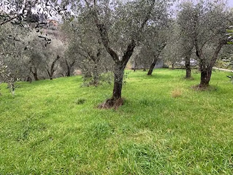 Immagine 2 di Terreno agricolo in vendita  a Buggiano