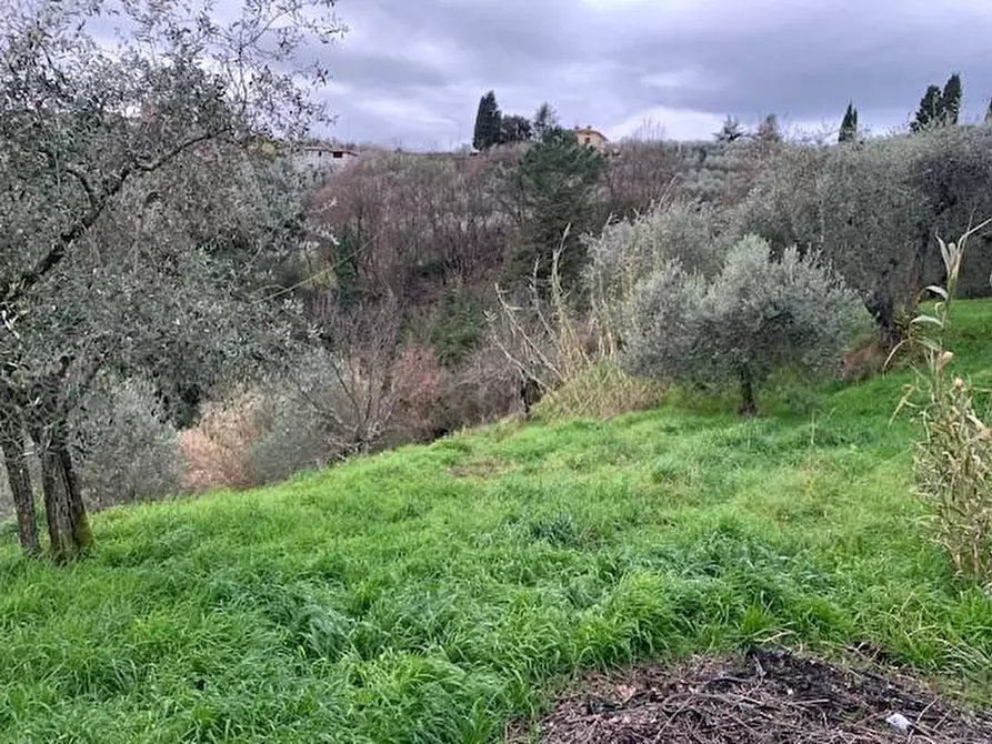 Immagine 7 di Terreno agricolo in vendita  a Buggiano