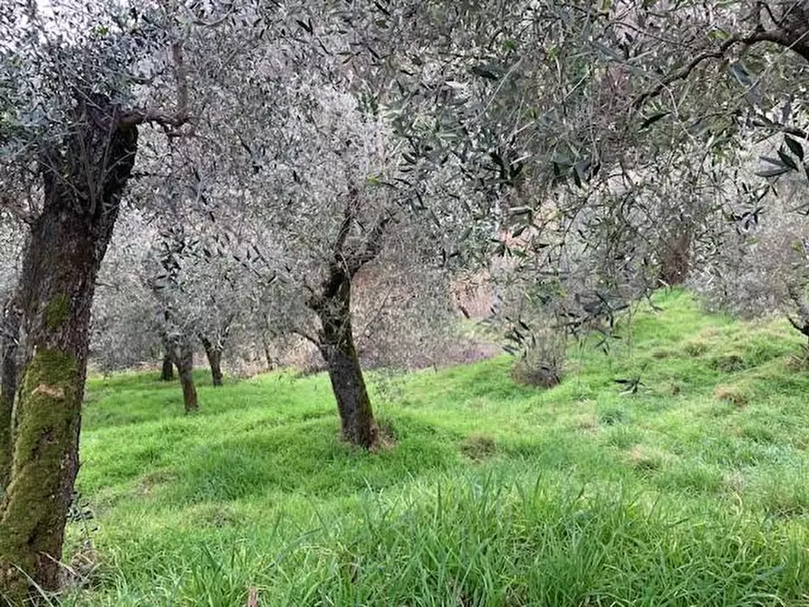 Immagine 8 di Terreno agricolo in vendita  a Buggiano