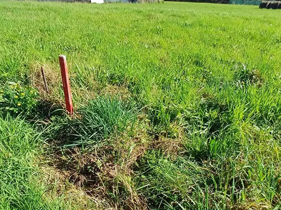 Immagine 3 di Terreno agricolo in vendita  a Massa