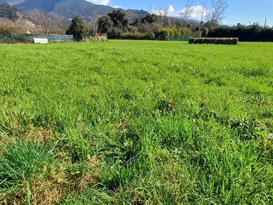 Immagine 2 di Terreno agricolo in vendita  a Massa