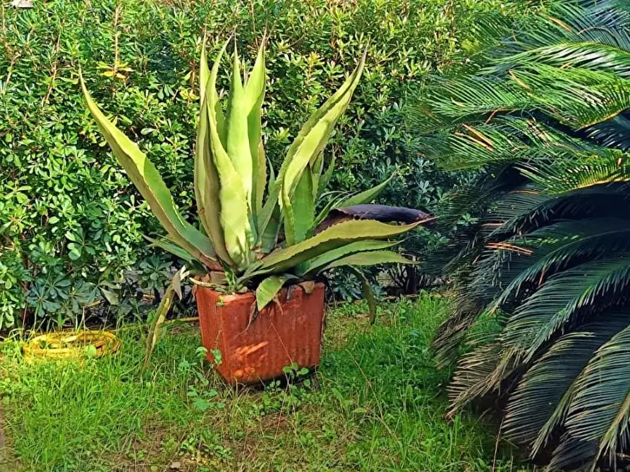 Immagine 4 di Casa bifamiliare in vendita  a Pisa