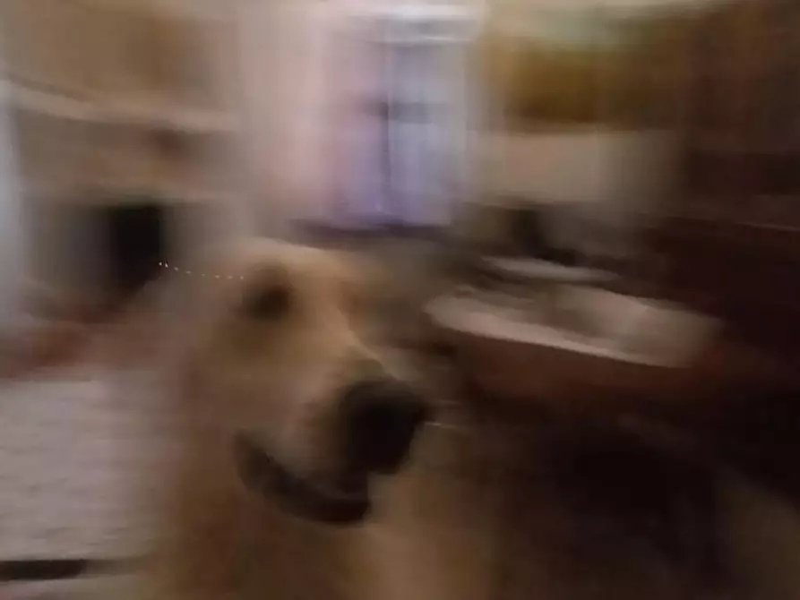 Immagine 44 di Appartamento in vendita  a Carrara