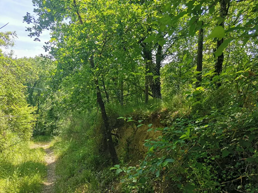 Immagine 24 di Terreno agricolo in vendita  a Colle Di Val D'elsa