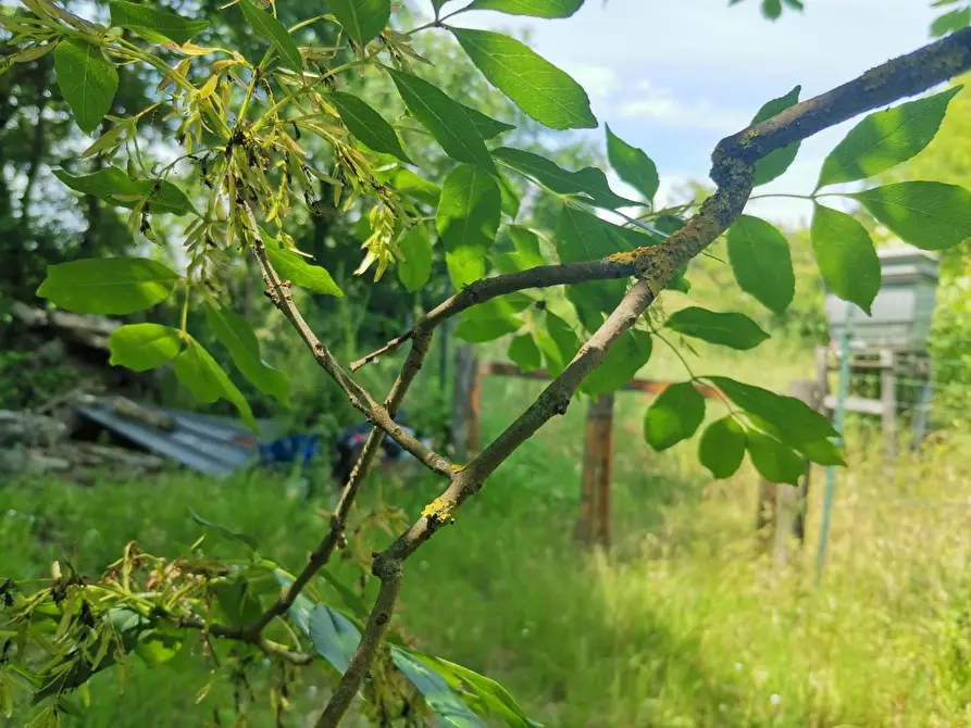 Immagine 18 di Terreno agricolo in vendita  a Colle Di Val D'elsa