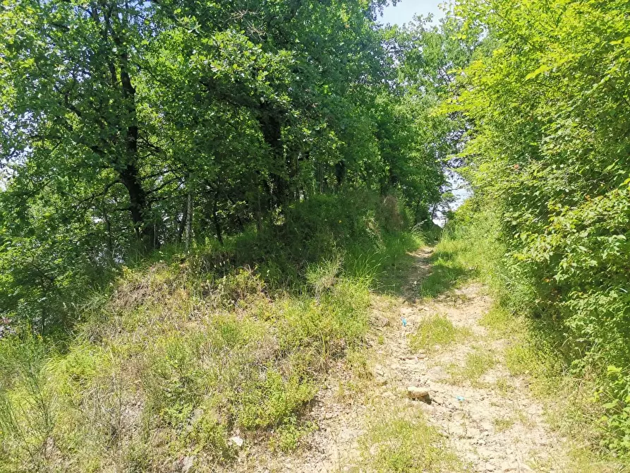 Immagine 6 di Terreno agricolo in vendita  a Colle Di Val D'elsa