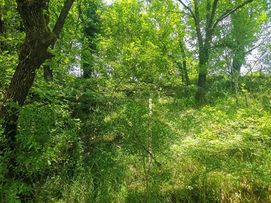 Immagine 12 di Terreno agricolo in vendita  a Colle Di Val D'elsa