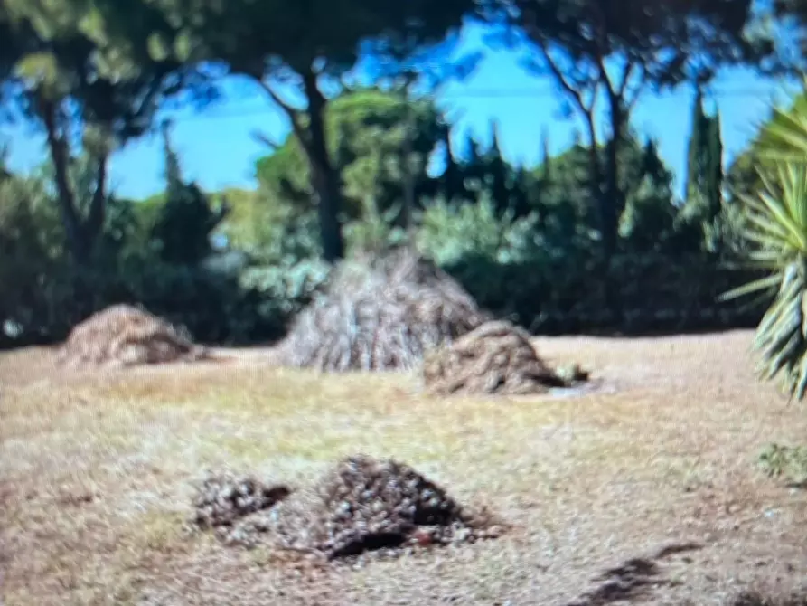 Immagine 1 di Terreno agricolo in vendita  a Piombino